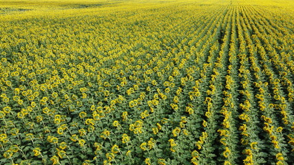 Sunflower field, top view. Sunflower plants bloom in a farmer's field.