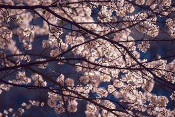 Apricot tree blossoms