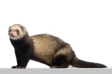 Portrait of fluffy ferret posing isolated on white background. Concept of happy domestic and wild animals, care