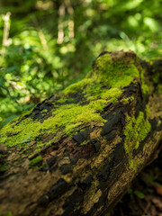 Bright moss growing on a dead tree trunk in Knysna forest South Africa