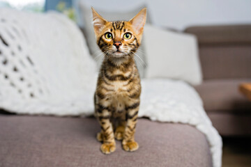 Little Baby Bengal kitty at home sofa