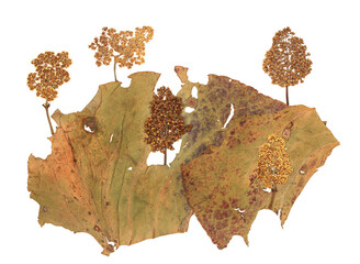 Oshibana (herbarium). Islands and trees from dried plants. Isoleted elements on a white background