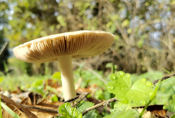 mushrooms mushroom in the nuture green leaves like umbrellas - Powered by Adobe