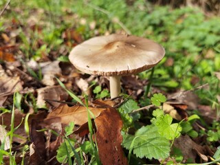 mushrooms mushroom in the nuture green leaves like umbrellas