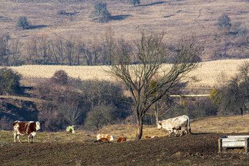 Landscape in Romania
