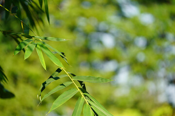 close up bamboo leaf with blur green background.