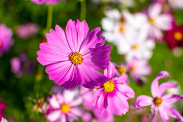 Cosmos flower (Cosmos Bipinnatus) with blurred background