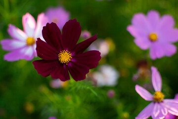 Obraz premium Cosmos flower (Cosmos Bipinnatus) with blurred background