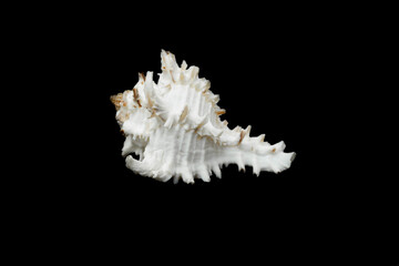 a chicoreus ramosus seashell on a black isolated background