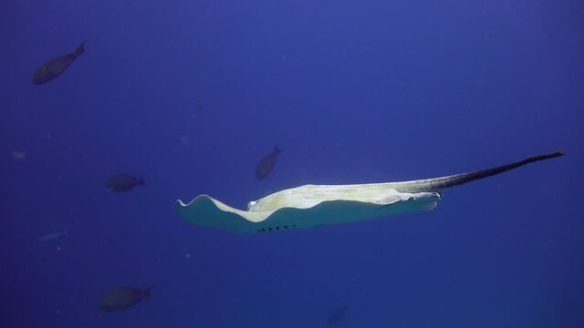 Sea rays. Fascinating diving off the coast of the Maldives archipelago.