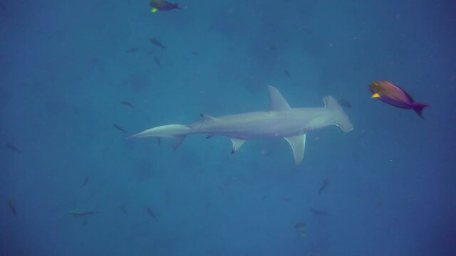 Shark hammer.  Fascinating diving off the coast of the Maldives archipelago.