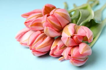 Fototapeta premium Pink tulips on blue background, close up