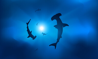 Silhouettes of sharks in blue water in the rays of the sun. - obrazy, fototapety, plakaty