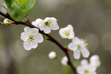 Cherry blossom in spring garden. White flowers on a branch