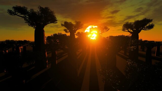 Sun starburst at the baobab trees