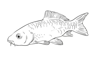 fish vector sketch