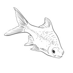 fish vector sketch isolated