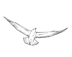 seagull