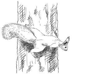 squirrel © art_of_line