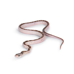 Baby white sided Texas rat snake or Elaphe obsoleta lindheimeri  crawling over white solid background.