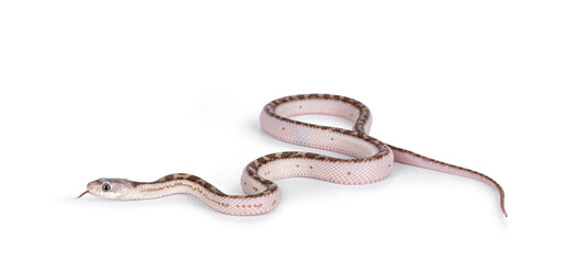 Baby white sided Texas rat snake or Elaphe obsoleta lindheimeri  crawling over white solid background. Tongue out.