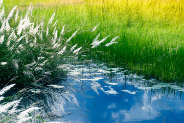 Kans grass , Saccharum spontaneum and water reflection of sky, Kolkata, West Bengal, India - welcoming autumn in the city.