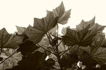 Sepia toned Leaves of Sthalpadma flower plant, Hibiscus mutabilis, Confederate rose, Dixie rosemallow, cotton rose or cotton rosemallow, Howrah, West Bengal, India.