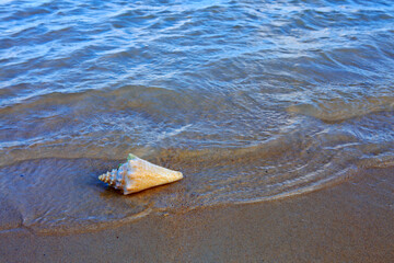 Fototapeta na wymiar Sea shell on tropical beach. Summer sea landscape.
