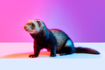 Closeup beautiful little white grey ferret isolated over pink background in neon light. Concept of happy domestic and wild animals, care