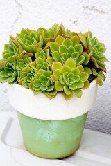 Pot with succulent plant. Low watering plants. Succulent garden. Outdoor garden. Nature. Gardening.