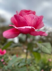 pink rose in garden