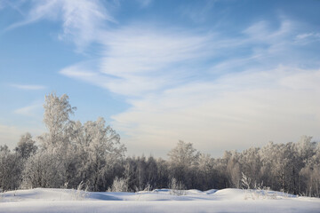 Snowy frosty forest. Beautiful view of snowy trees