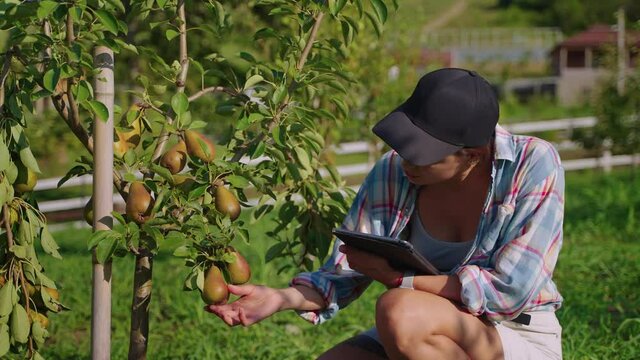Farmer estimating the harvest and fruit features of pear tree