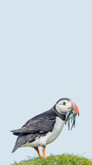 Cover page with seabird North Atlantic puffin holding herring fish in its beak at Faroe island Mykines, at blue sky solid background with copy space. Concept of biodiversity and wildlife conservation