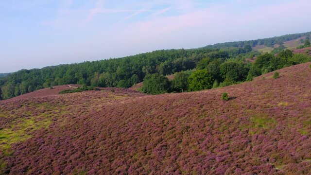 Aerial Flying Over purple Heathland Hills At Nationaal Park Veluwe, Posbank, arnhem