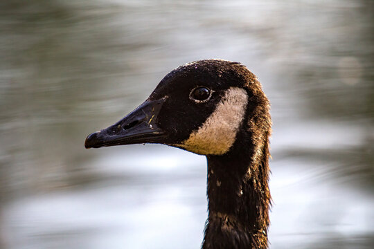 Kanada-Gans Portrait