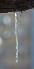 Naklejka na ściany i meble frozen tree branches with icicles