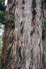 Winter Yaskuhima forest in Kyusyu Japan(World Heritage in Japan)
