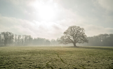 Landscape with rimed meadow on a foggy winter day
