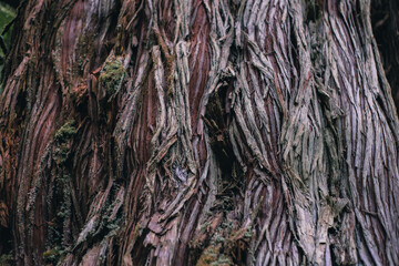 Winter Yaskuhima forest in Kyusyu Japan(World Heritage in Japan)
