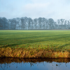 Landscape with rimed meadow on a foggy winter day
