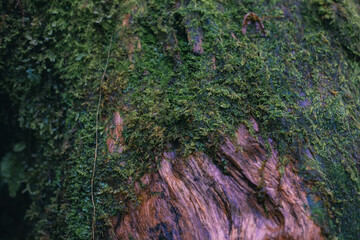 Winter Yaskuhima forest in Kyusyu Japan(World Heritage in Japan)