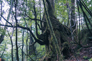 Winter Yaskuhima forest in Kyusyu Japan(World Heritage in Japan)