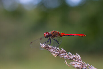 a large red dragonfly in the wild. close-up
