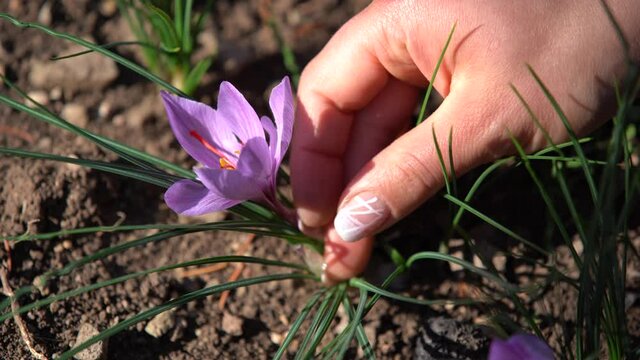 Saffron Harvest. Female's hand picking beautiful saffron flower.  Close view woman's hand  picking crocus flower.  Saffron flower. 
