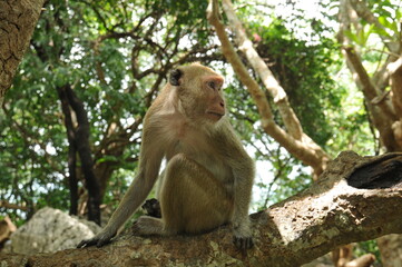 monkey sitting on a tree