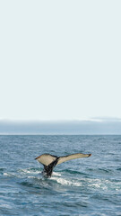 Cover page with a tail of a humpback whale during whale watching safari in Iceland, summer, with...