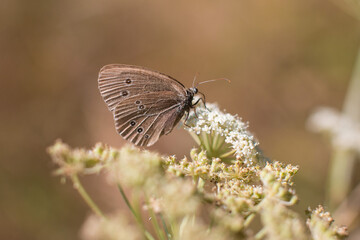 a small butterfly pollinating a dried flower. Wildlife close-up