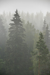 Fototapeta premium foggy morning in the taiga