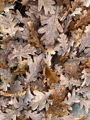 fallen autumn oak leaves on the ground